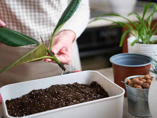 Pflanzen in Perlite bewurzeln - Pflanzen in Perlite bewurzeln