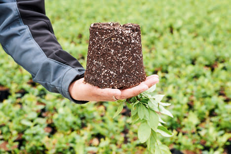 Perlite für Pflanzen bestellen