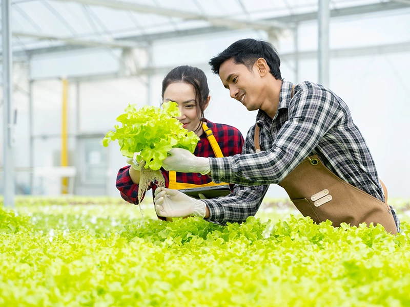 perlite-hydroponic